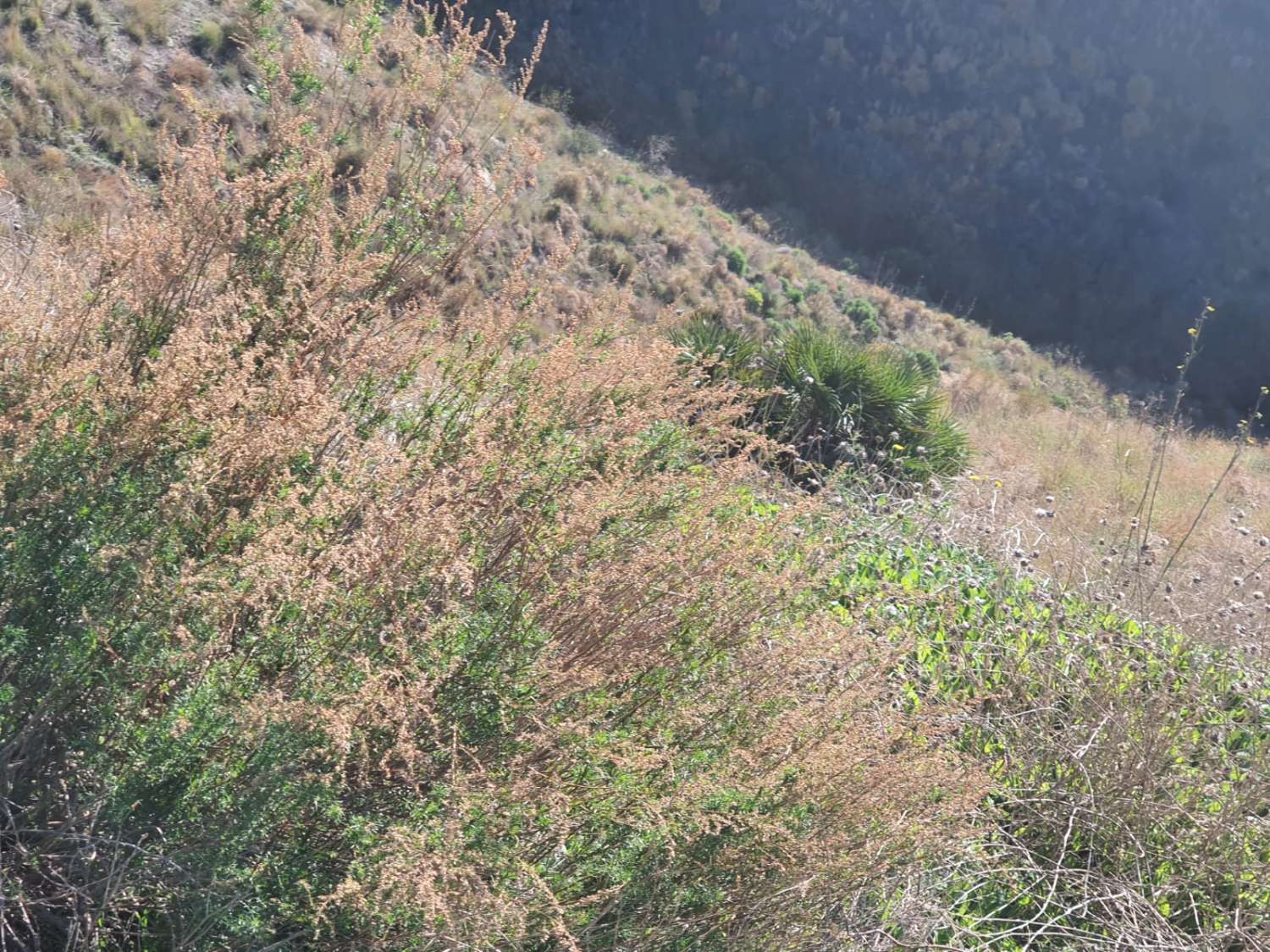 PARCELA DE UNOS 6000 METROS CON POSIBILIDAD DE UN POZO