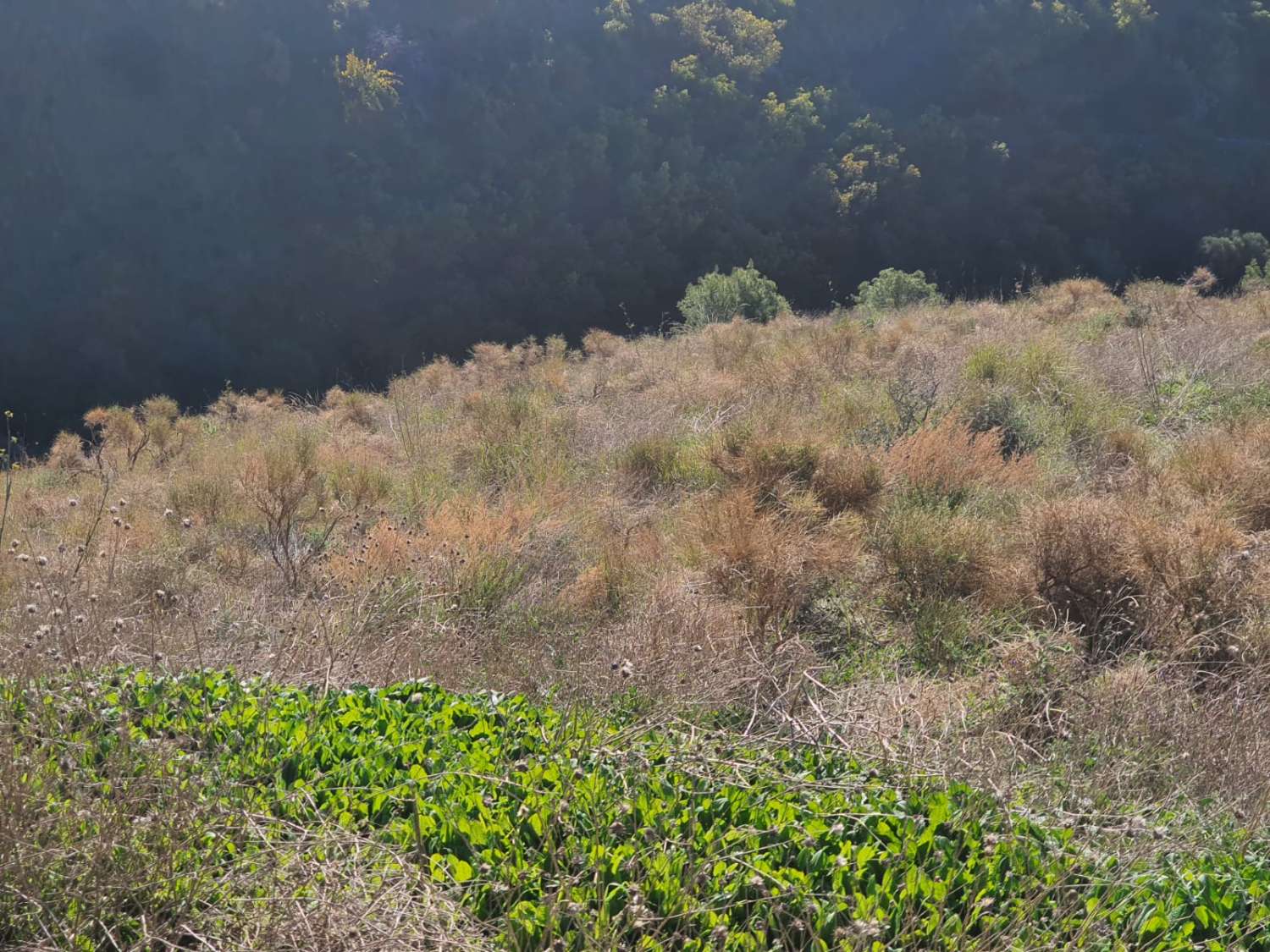 PARCELA DE UNOS 6000 METROS CON POSIBILIDAD DE UN POZO