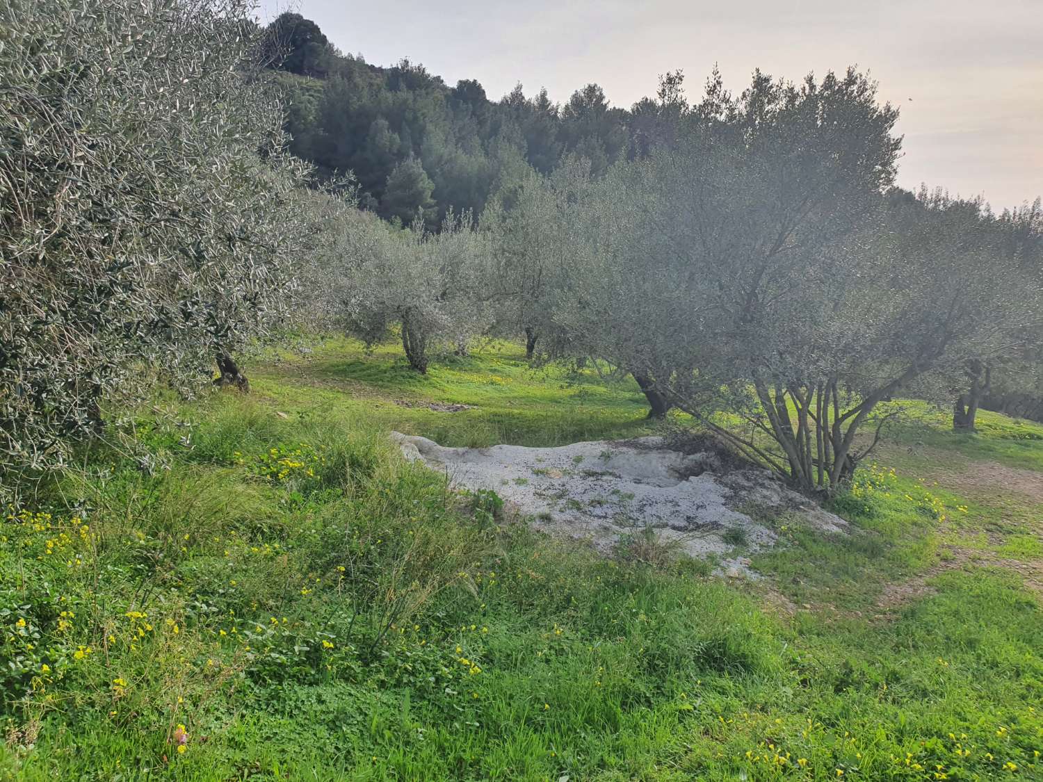 Parcelle en vente à Nerja