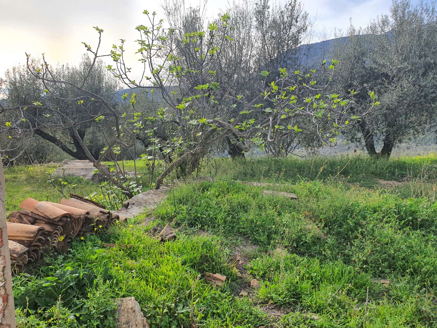 Parcelle en vente à Nerja